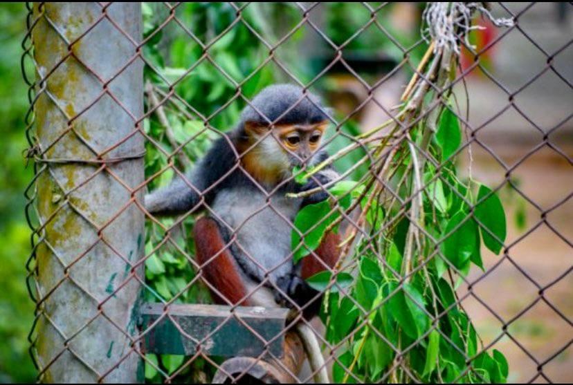 Endangered primate rescue center