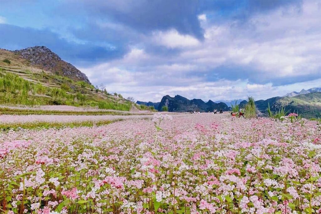 Buckwheat flower field