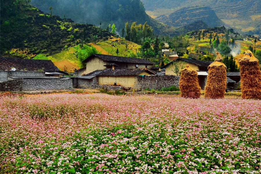 buckwheat flowers