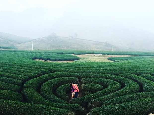 Heart Tea Hill