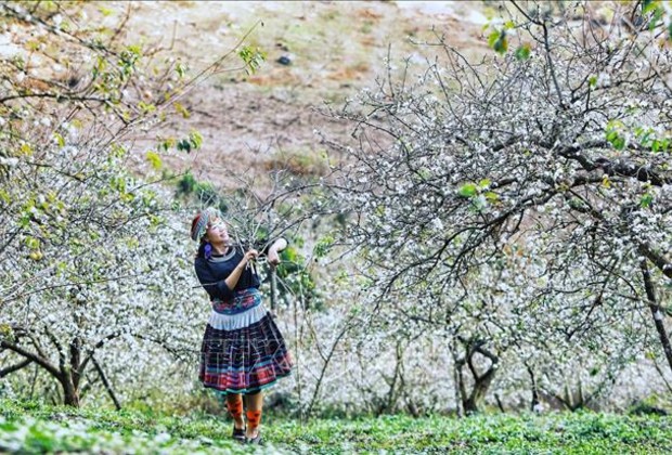 Na Ka Valley - ripe plum season