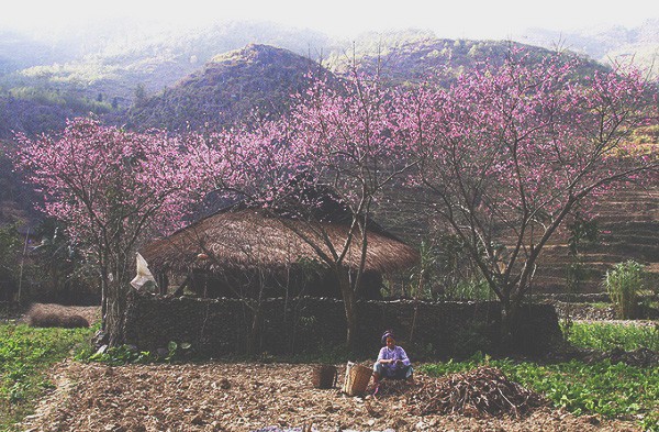 Peach blossom season