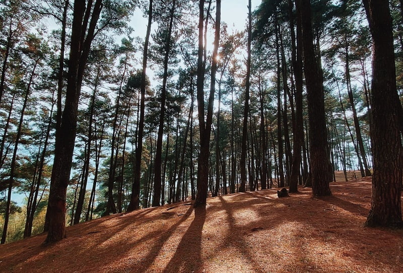 Yen Minh pine forest