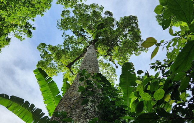 Ancient tree named "đăng"