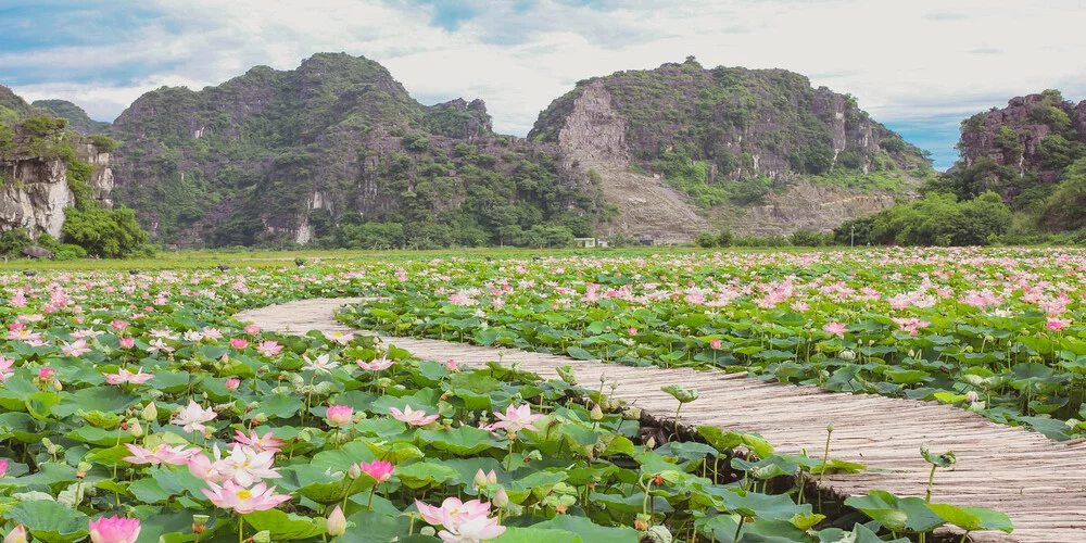 Lotus season at Mua Cave