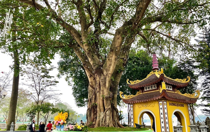 The Bodhi tree