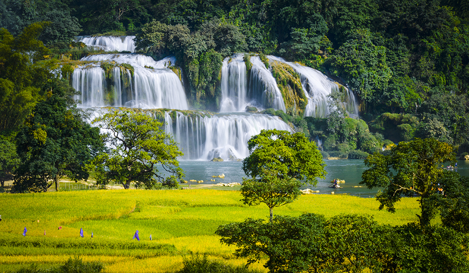 Ban Gioc waterfall in ripe rice season