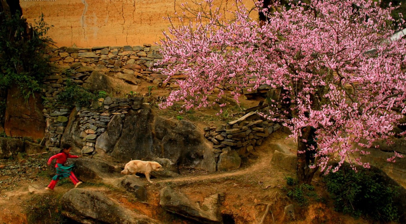 Cat Cat Village with peach blossom season