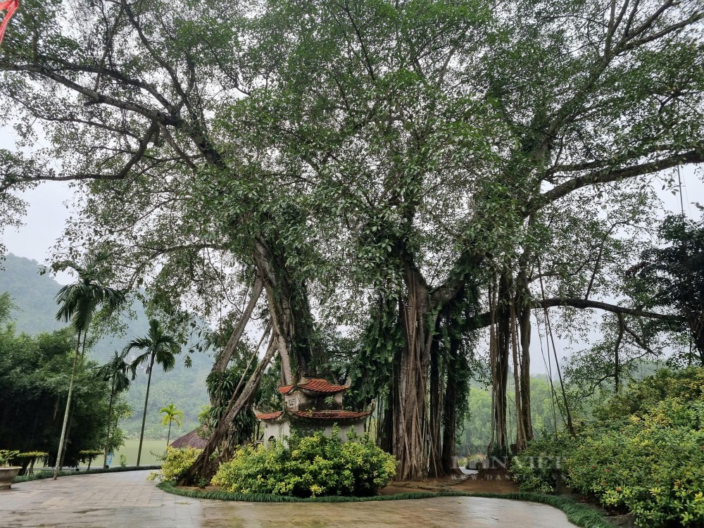 Moving banyan tree