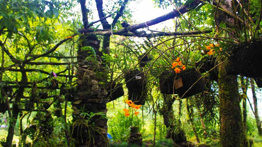 Orchid forest in Ham Rong Mountain