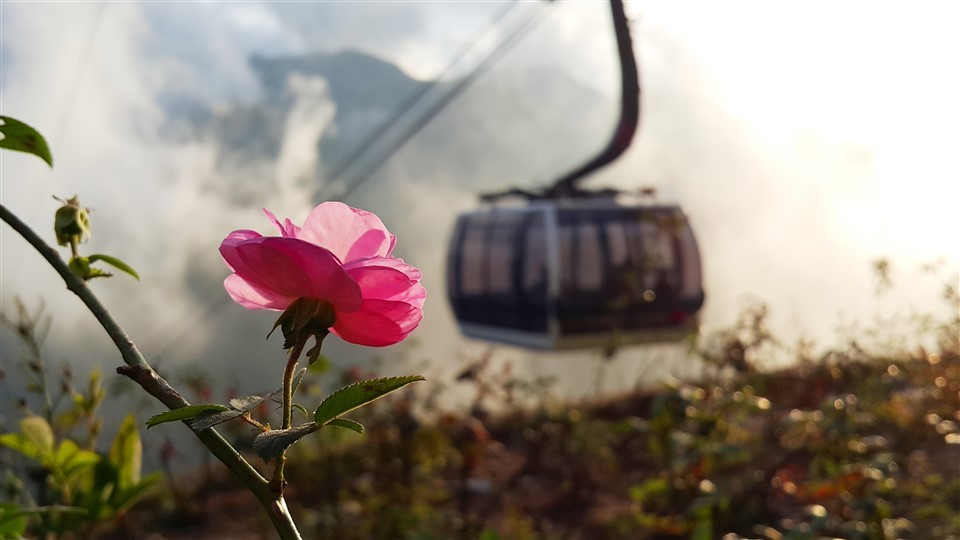 Peach blooms season in Sapa