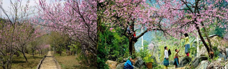 Peach blossoms bloom when Spring comes