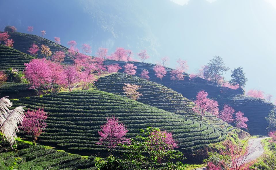 Peach blossoms in everywhere