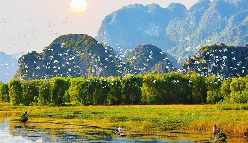 The birds fly back to Van Long Lagoon to look for food