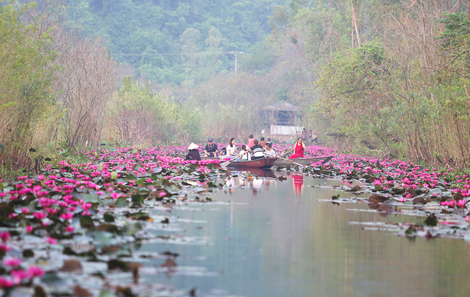 Yen Stream in Lily water flower season