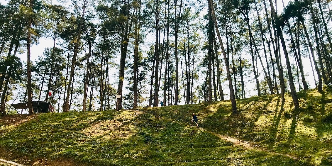 A green beauty of the forest