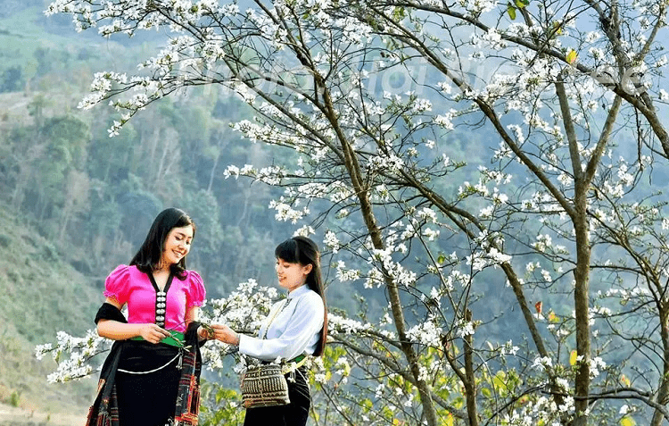 Bauhinia variegata in Moc Chau