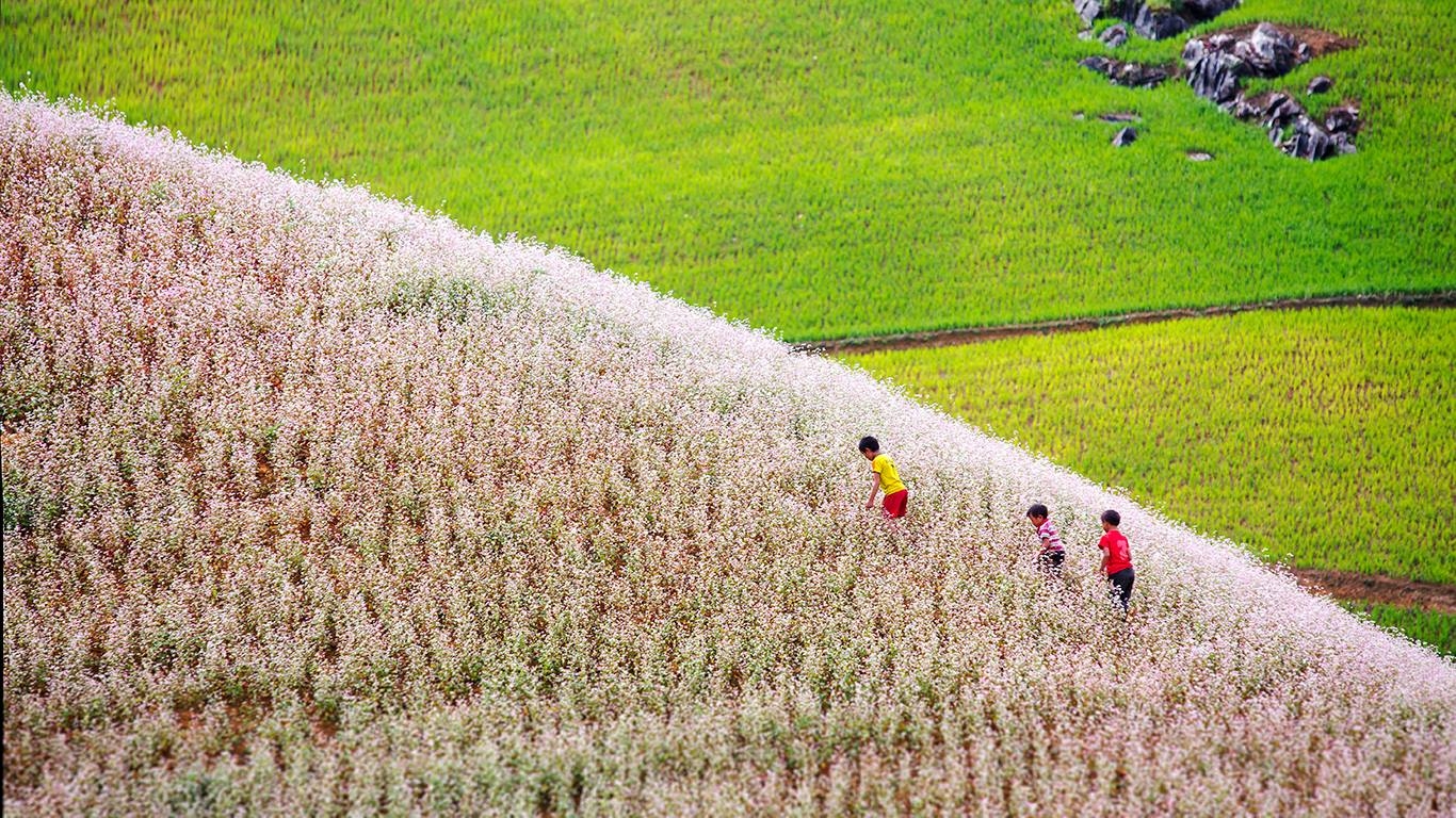 Buckwheat flower season in Hoang Su Phi