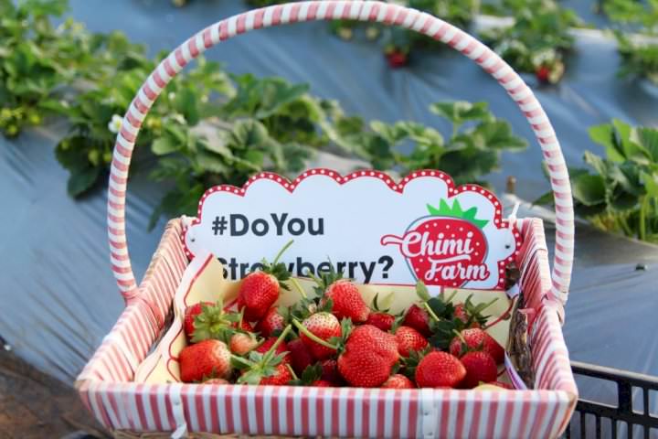 Experience at Chimi strawberry garden