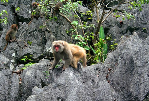 Funny and adorable golden monkeys climbing on cliffs