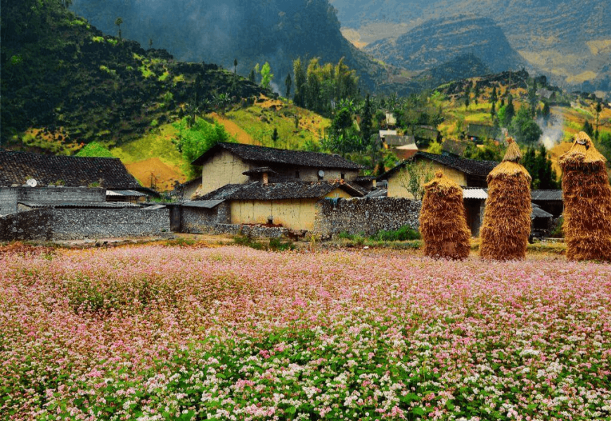 Ha Giang buckwheat flower season