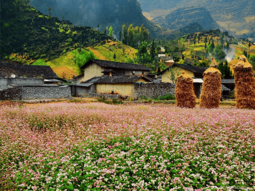 Ha Giang buckwheat flower season