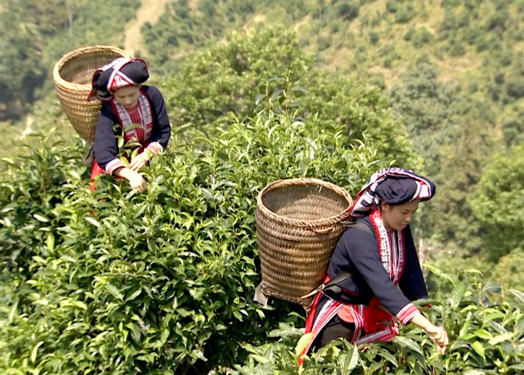 Hardworking people in Hoang Su Phi