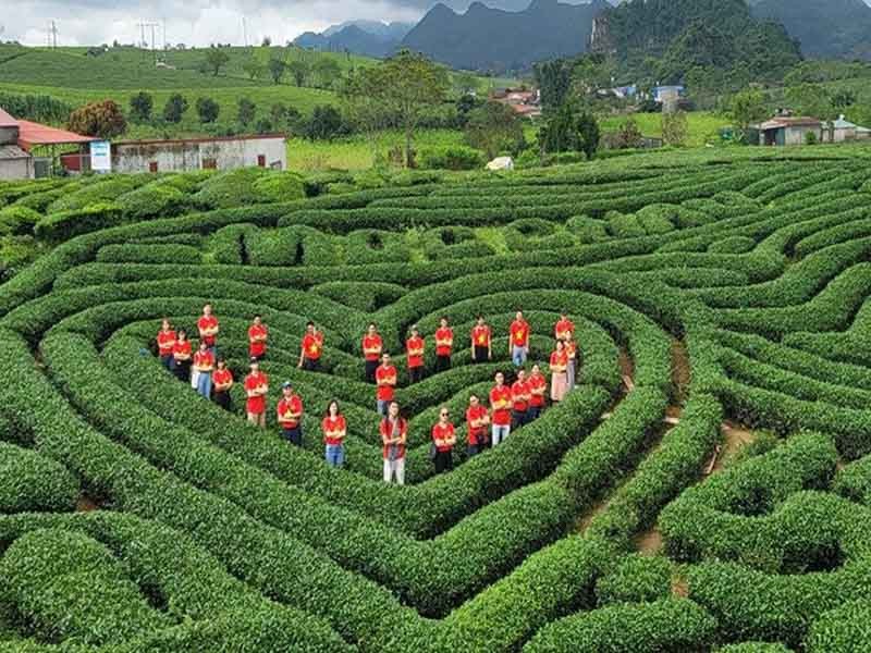 Heart-shaped tea hill in Moc Chau