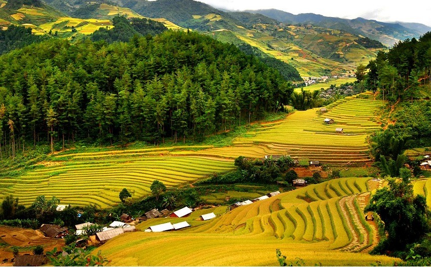 Lac Village in ripe rice terraced fields