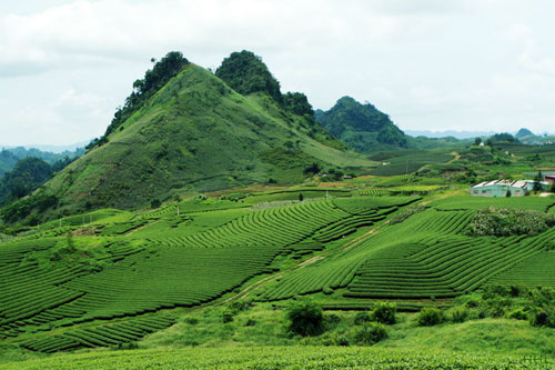 Moc Chau Plateau