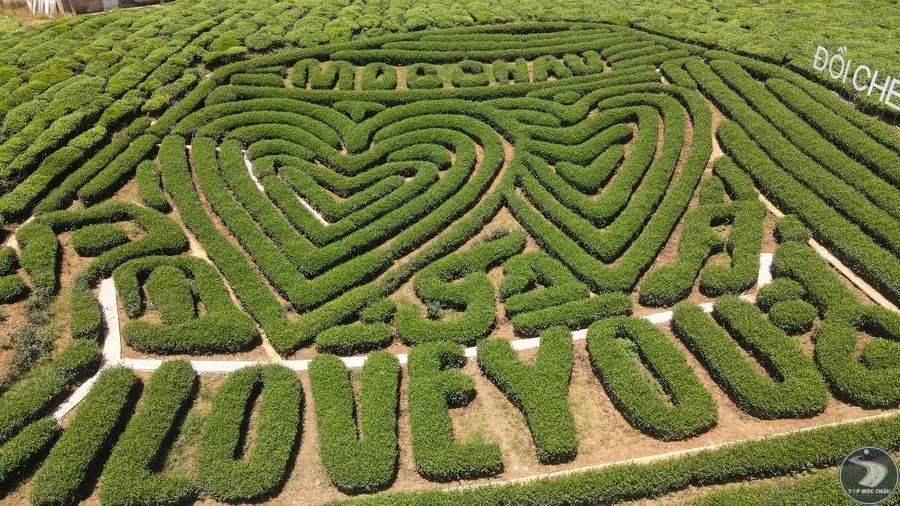 Moc Chau heart-shaped tea hill