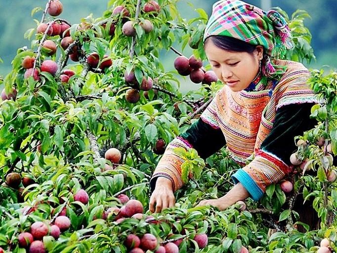 Plum season in Moc Chau