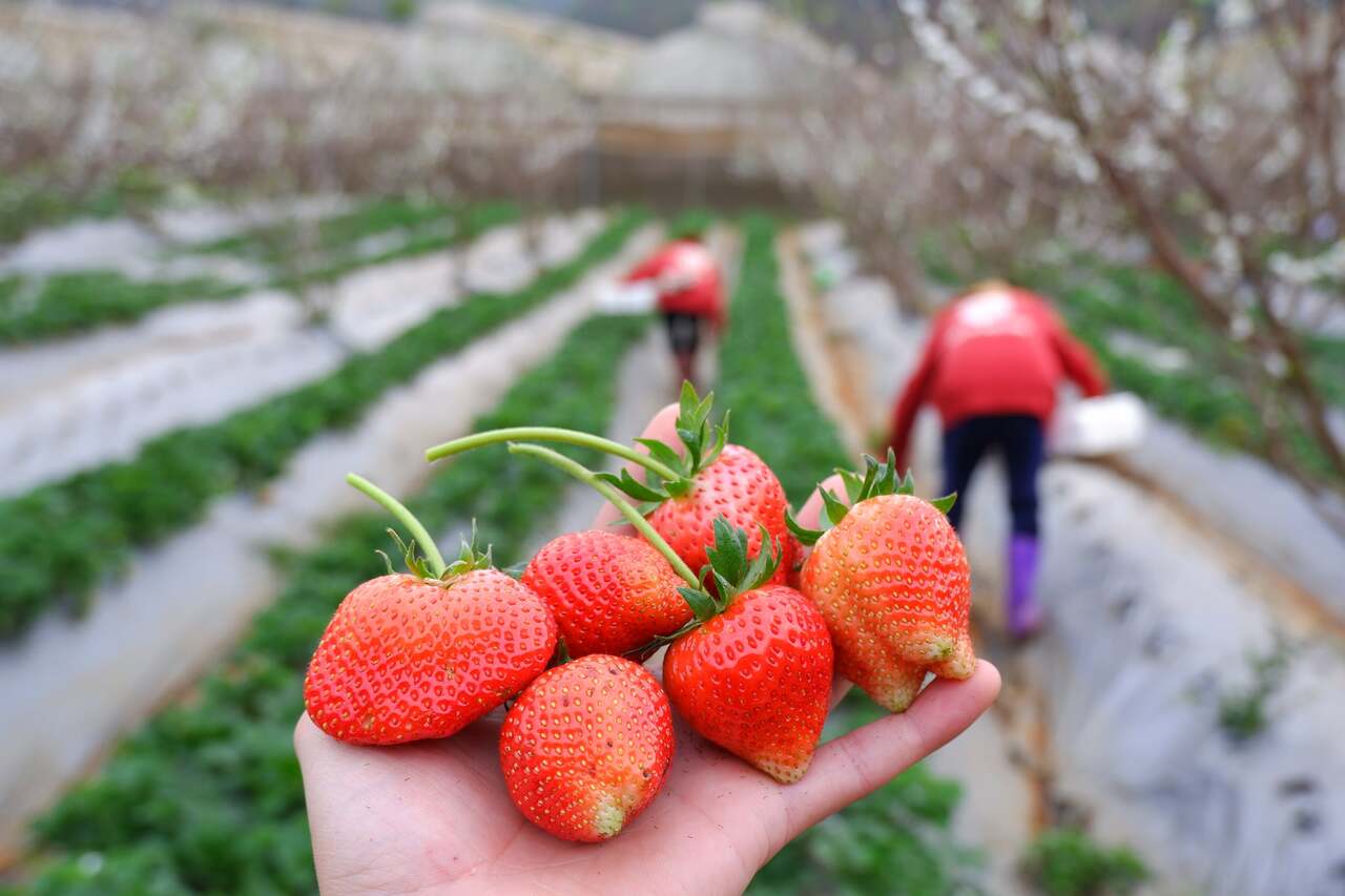 Strawberry season in Moc Chau