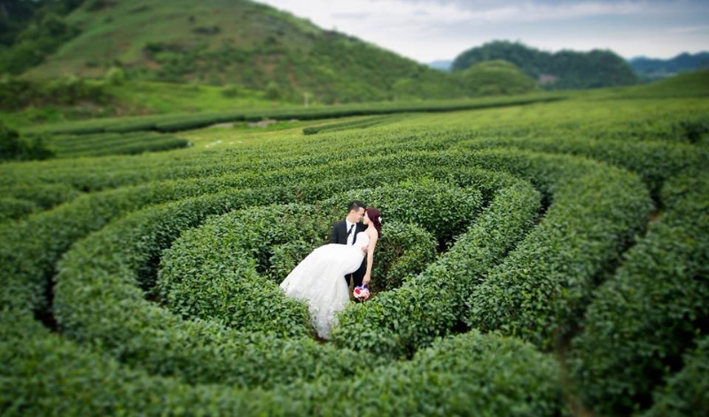 Take wedding photos in Heart-shaped tea hill