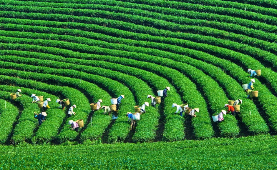 Tea harvest season in Moc Chau