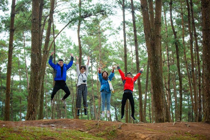 Visitors are interested in Yen Minh Pine Forest