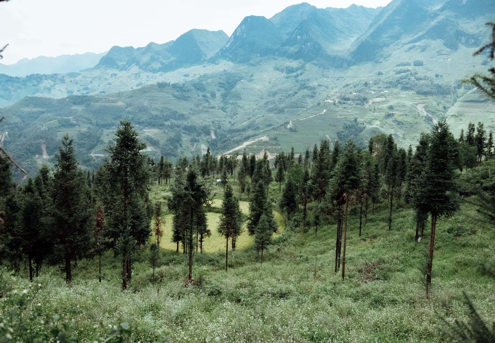 Yen Minh Pine Forest and the beauty of Ha Giang