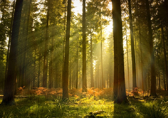 Yen Minh Pine Forest in sunrise