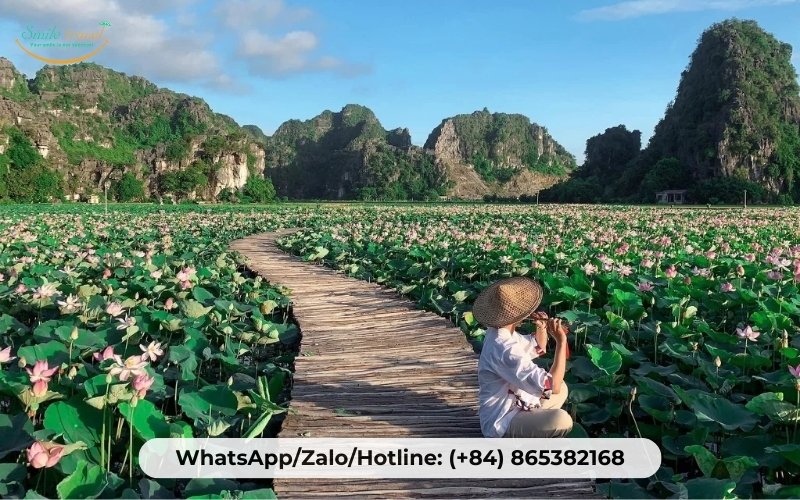 The lotus is fragrant in Ninh Binh