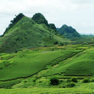 Moc Chau Plateau