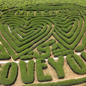 Moc Chau heart-shaped tea hill