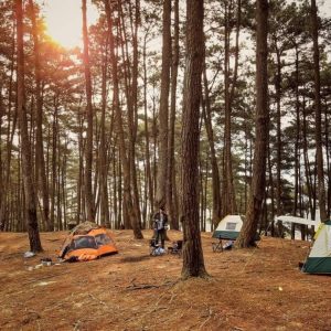 Yen Minh Pine Forest