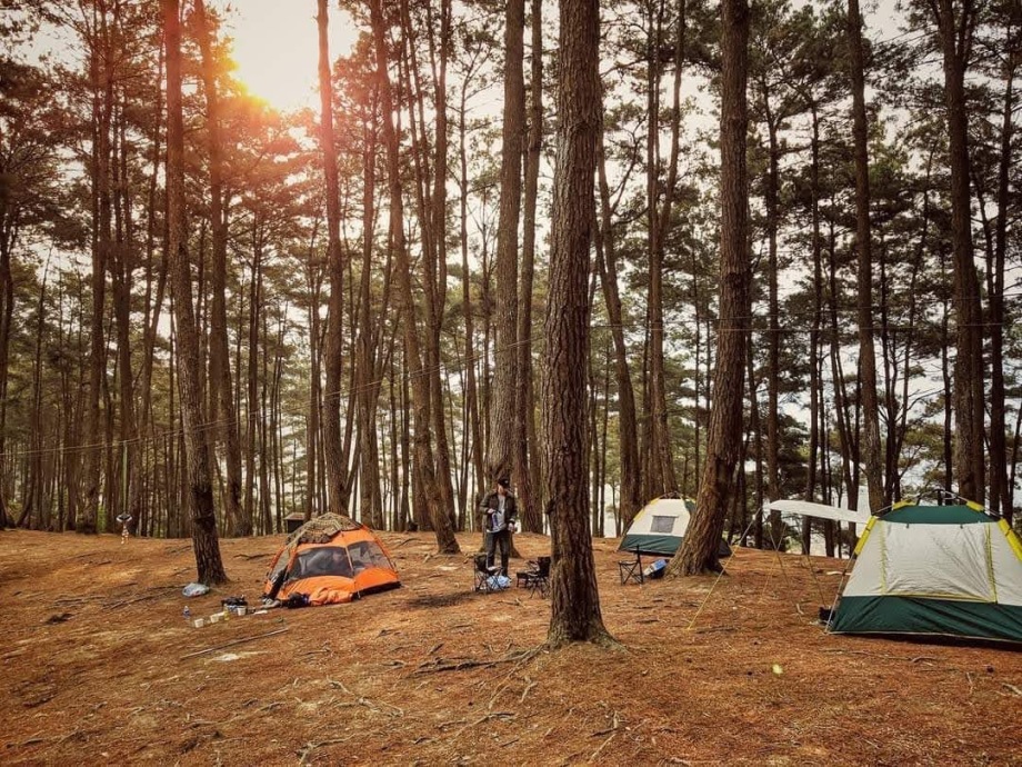 Yen Minh Pine Forest