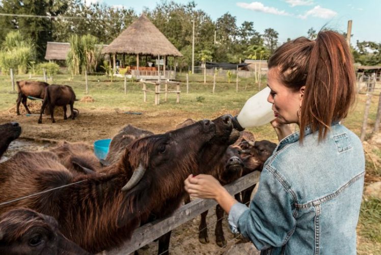 A romantic and cozy piano lounge on the Paradise Elegance cruise