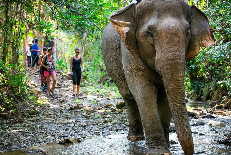 Elephant MandaLao Elephant MandaLao