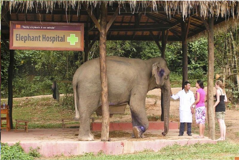 Elephant Village Elephant Village