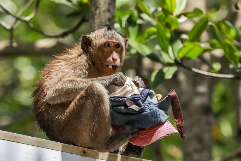 Can Gio Monkey Island Can Gio Monkey Island