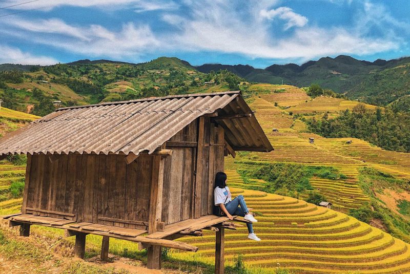 Ripe rice season is one of the best times to go on Ha Giang tour Ripe rice season is one of the best times to go on Ha Giang tour