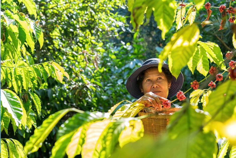Traditional coffee plantation in Basang Ambu village Traditional coffee plantation in Basang Ambu village