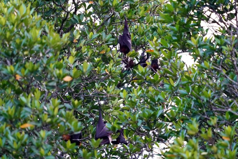 Bat Sanctuary - Ho Chi Minh day tour Bat Sanctuary - Ho Chi Minh day tour